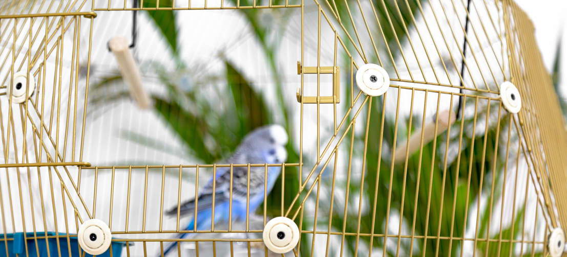 Geo Bird Cage Four Legs or Wings Pets